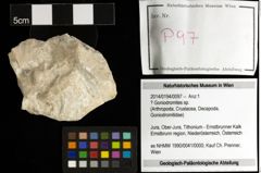 Foto (Objekt + Etiketten) von ? Goniodromites sp. 